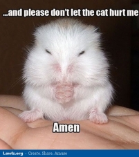 Weekly Hamster memes: – Hamster Cloud Blog